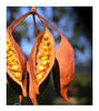 DesertPea