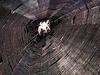 A spider web, with several radiating construction threads and multiple cross threads joining them.